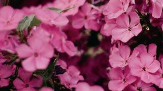 Pink Flowers Background / Backdrop - Smooth Loop - No Filter - 10 Hours