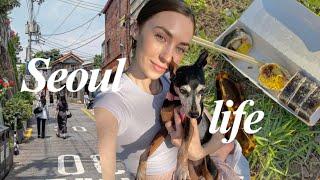 life of a *DOG MOM* in korea  summer day in SEOUL, picnics + traveling the city