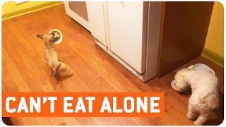 Dog Hates to Eat Alone | Table for Two