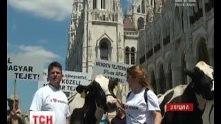 У Будапешті фермери вивели корів на протест проти занижених цін на молочну продукцію