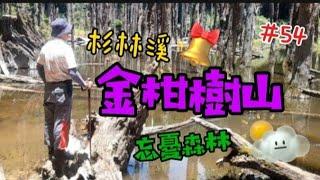 金柑樹山  夢幻秘境*忘憂森林*是ㄧ處絕美的景點,小百岳#54