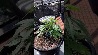 Unlock a sky-high secret weed garden! ️️ Growing weed on apartment balcony  #SecretGarden