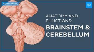 Brainstem and Cerebellum: Structure and functions easily explained - Quick Anatomy | Kenhub