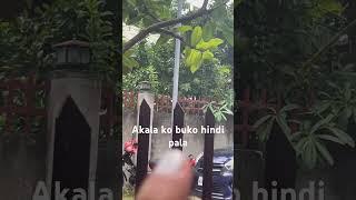 #shorts #shortsviral #update #bohol #philippines #highlights #fypシ゚viral #ads #monitized #fyp #ofw