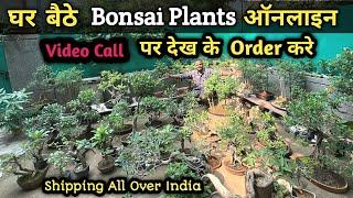 Amazing Bonsai Plants 🪴 | यहाँ से खरीदें सभी Bonsai Tree Collection Online