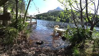 Dawson, Cocker Spaniel at Lochan, Glencoe Scotland (1/2)