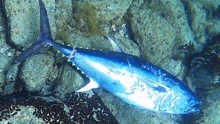 PESCASUB Tonno Gigante Pesca subacquea nel Sottocosta Tecniche di Pesca in Apnea